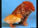 Cute Animals And Interspecies Loving!