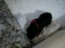 4 Day Old Puppies 4 Day Old Puppies