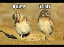 O rly? Ya rly!!! ROCK ON!