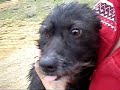 Cuqui aus Jaca - VERMITTELT!!!