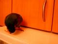 videos de Paris the woodpecker bird.