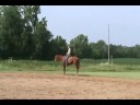 Raging Impulse 2 year old under saddle