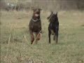 Dobermanns Best Cerber