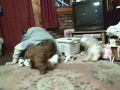 Lhasa Apso Puppies