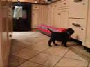 Liddle Leaping Lizards Six Weeks Old