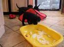 Liddle Leaping Lizards Six Weeks Old