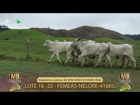 521� LEIL�O VIRTUAL MB LEIL�ES