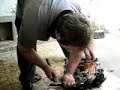 que servi�o porco