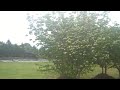 Tree Care and Sales with Chris Orser Landscaping