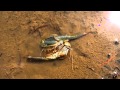 Triops - Search for Alien Life