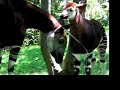 Okapi Baby at the Bronx Zoo Okapi Baby at the Bronx Zoo