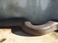 تصاویر واقعی از لحظه گرفتن یک انسان توسط مار غول پیکر‎ - YouTube