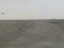 venados de sonora por la laguna salada