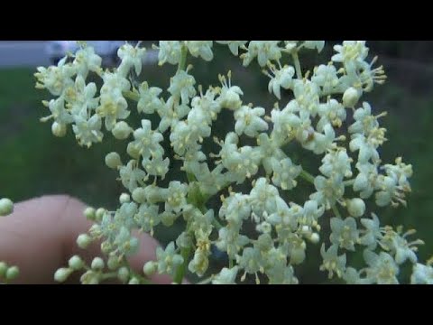 how to grow elderberries
