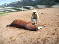 horse lies down