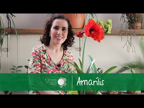 how to care amaryllis after flowering