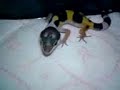 gecko leopard juveniles