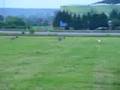 Coursing with Irish Wolfhound