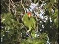 Green-cheeked Amazon parrot feeding in Los Angeles