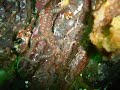 Saltstraumen Diving 2008