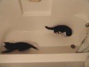 tub kittens