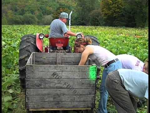 how to harvest squash