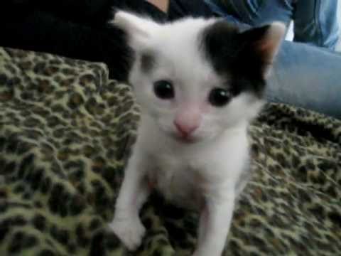 Cute video cats 