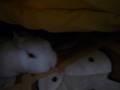 うさぎインこたつ Rabbit in Kotatsu2008/11/11