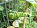 Attack of the Hornworm Caterpillar, Tobacco Hornworm