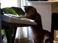 Funny cats & critters piano montage with Nora as guest star