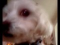 Hondenhumor - Daisy zegt I Love You