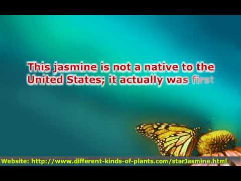 how to transplant jasmine vines