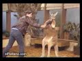 canguro boxeador canguro boxeador