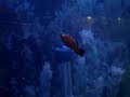 crab eating fish_0001.wmv
