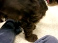 Alex the Cocker Spaniel