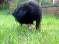Affenpinscher