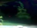 crazy car