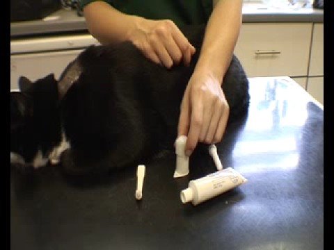 CAT TEETH