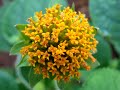 SONY-H9 Video -Sri Lanka Flower
