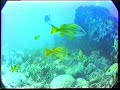 Scuba dive Oahu in Hawaii Scuba dive Oahu in Hawaii