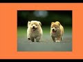 cute pictures of baby animals cute pictures of baby animals