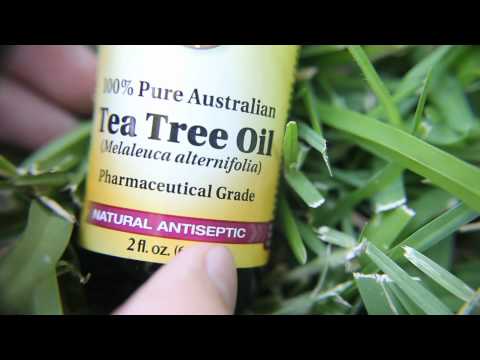 how to buy tea tree oil