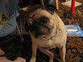 Pug Dog Sleeping In Baby seat art ETTINA Pug Dog Sleeping In Baby seat art ETTINA