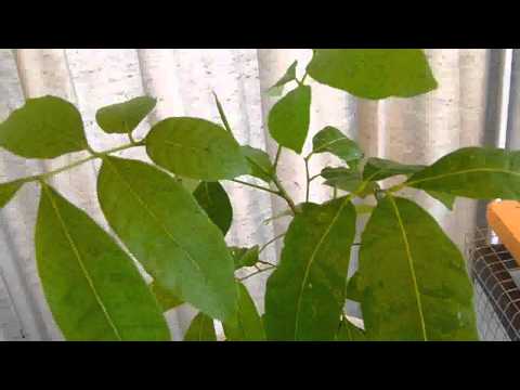 how to grow litchi from seed