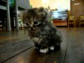 �������νɤΤ��ͤ�����:YouTube������=0��