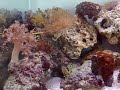 nano reef de 50 litros, filtro drywet, Xenia pulsing, xenia giant, zoanthos, yellow polyps, leather umbrella, kenya tree, 