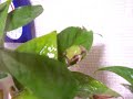 Japanese tree frog first croaking/????????? Japanese tree frog first croaking/?????????