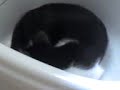 ibzia