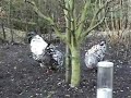 Chicken Run