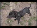 Pit Bull :: Chami Anka